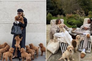 Influencers y animales creados con IA