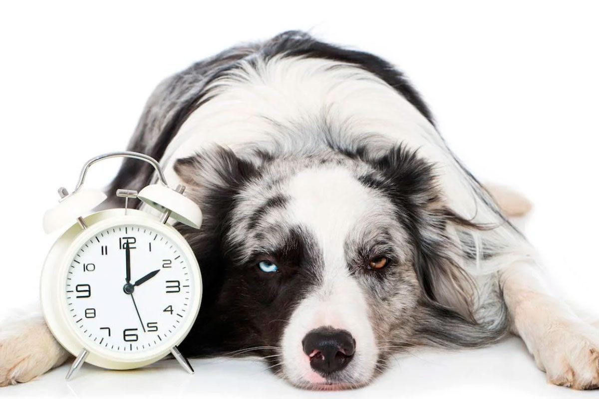 Estrés canino e insomnio en perros