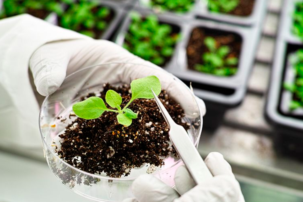 Los científicos anestesian plantas para demostrar que están conscientes y pueden dormir.