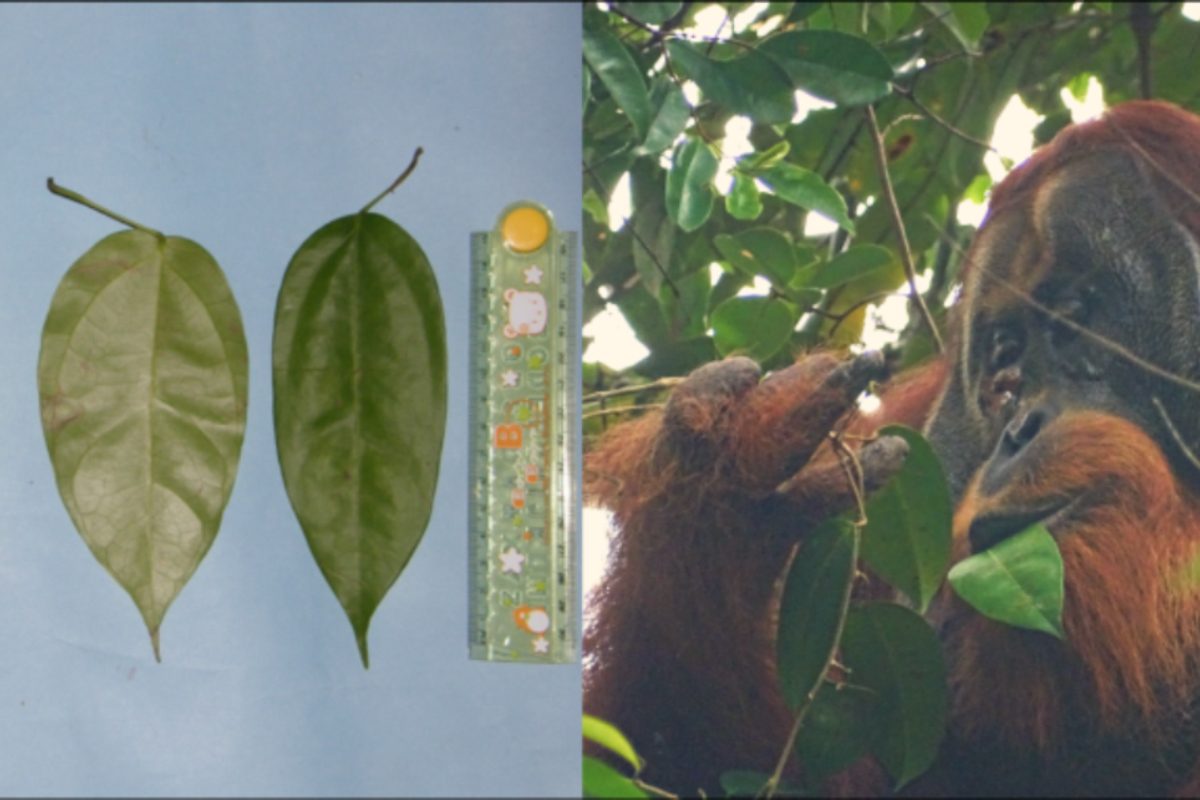 orangután usa planta medicinal