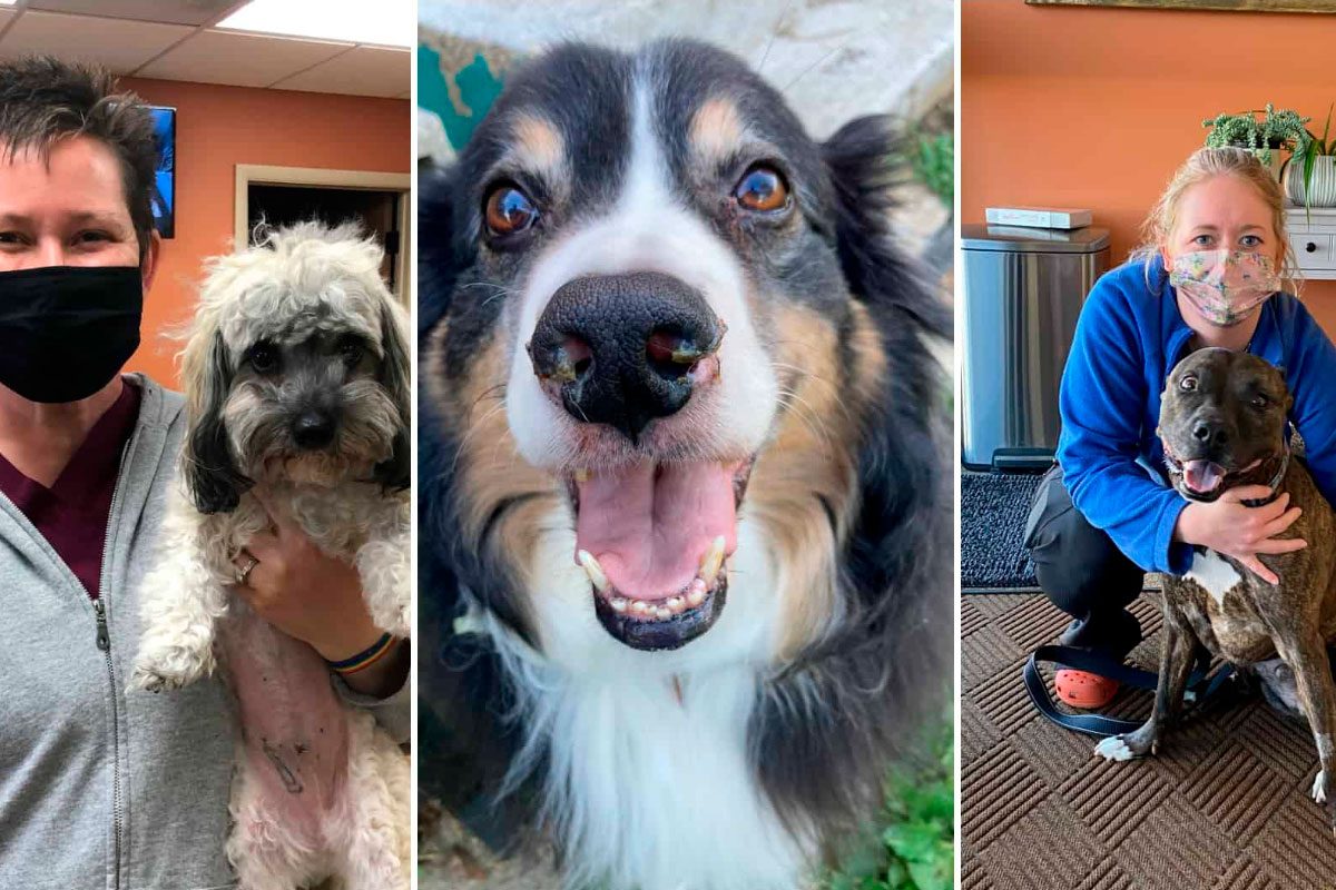 pildora de la vida para mascotas - LOY-002