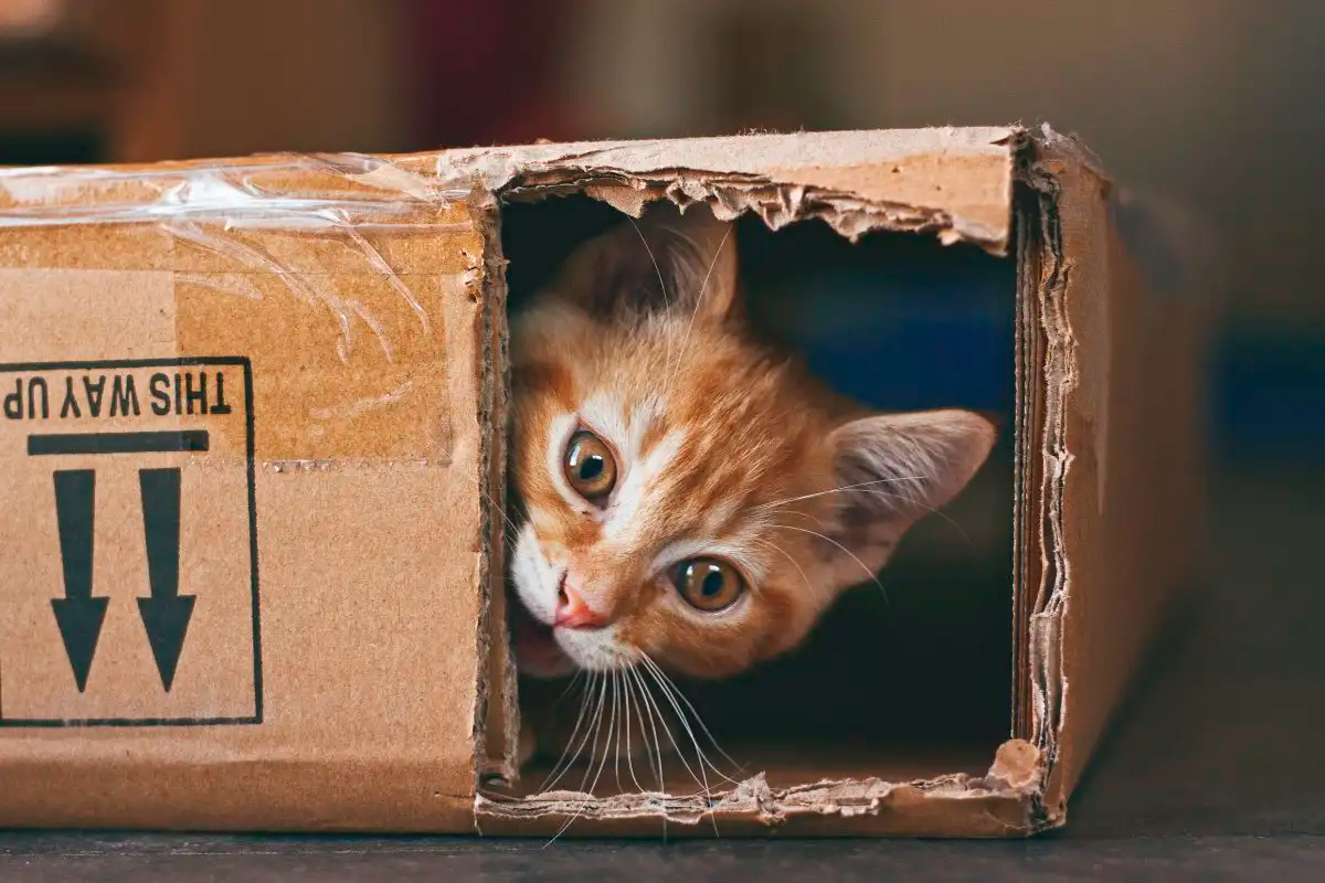 IA puede ayudar a traducir los sonidos y expresiones faciales de los gatos