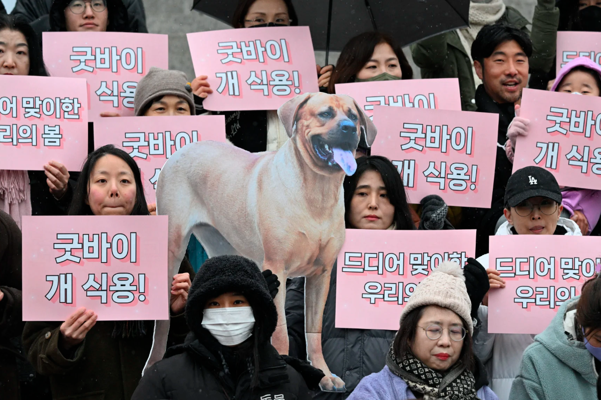 Corea del sur prohíbe el comercio de la carne de perro