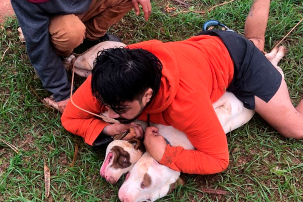 Luchador de Muay Thai sobrevive a ataque de Pitbulls