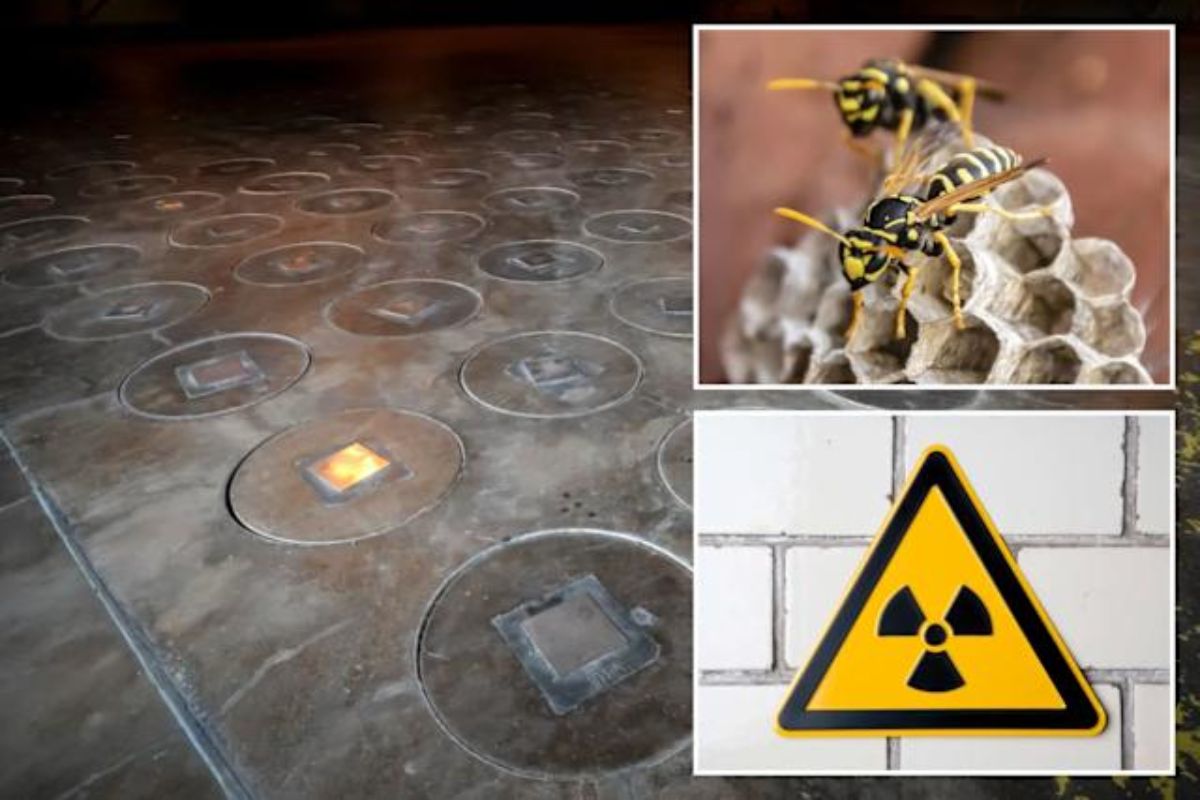 Radioactive Wasp Nest Unearthed